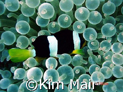 Clarkes Nemo in Bubble Anenome, Meemu Atoll, Maldives.  by Kim Mair 